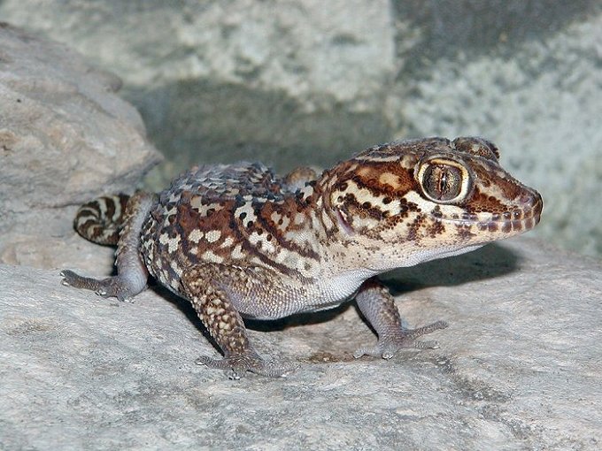 Gekon